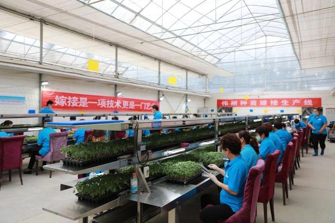 喜報！山東六家單位榮膺“全國巾幗現代農業科技示范基地”，引領技術推廣服務新風尚